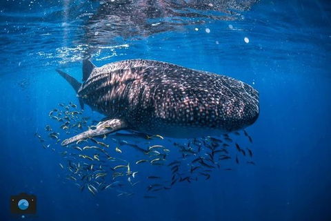 Whale Shark Adventure Tour - Accommodation Bookings 2