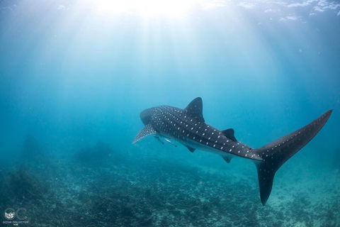Whale Shark Adventure Tour - Accommodation Bookings 9