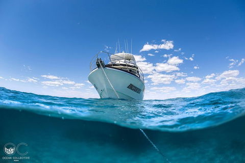 Whale Shark Adventure Tour - Accommodation Bookings 10