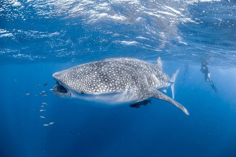 Whale Shark Adventure Tour - Accommodation Bookings 0