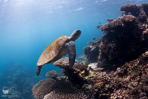 Whale Shark Adventure Tour - Accommodation Bookings 4