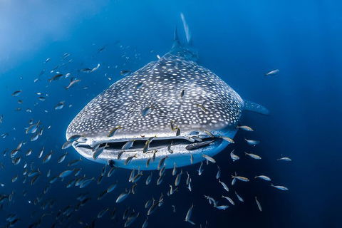 Whale Shark Adventure Tour - Accommodation Bookings 8