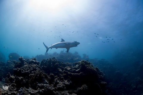 Whale Shark Adventure Tour - Accommodation Bookings 6