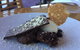 A Taste Of Margaret River Luxury Wine Tour - thumb 7