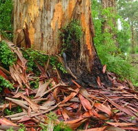 From Pemberton 4.5 Hours Guided Beach and Forest Eco Adventure - Accommodation Bookings