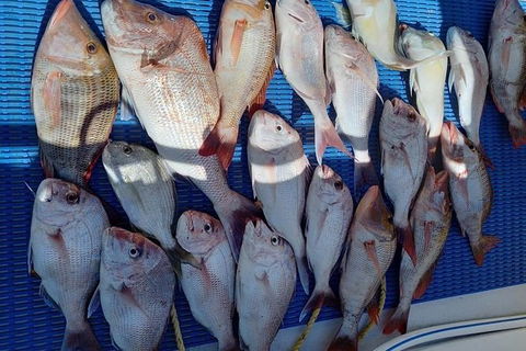 Geraldton Fishing Charter - Accommodation Bookings 7