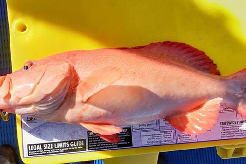 Geraldton Fishing Charter - Accommodation Bookings 13