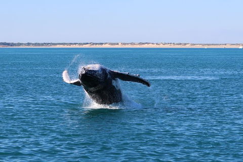 AOC Broome Whale Watching - Accommodation Bookings 3