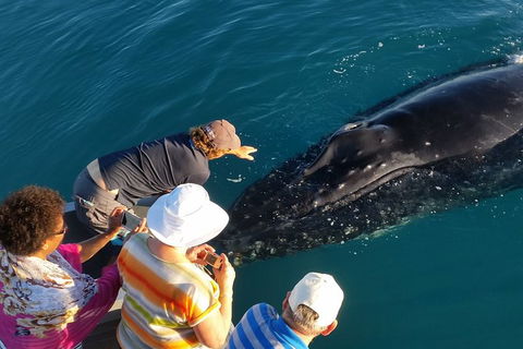 AOC Broome Whale Watching - Accommodation Bookings 0