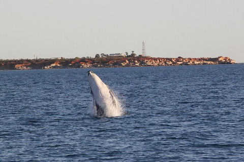 AOC Broome Whale Watching - Accommodation Bookings 2