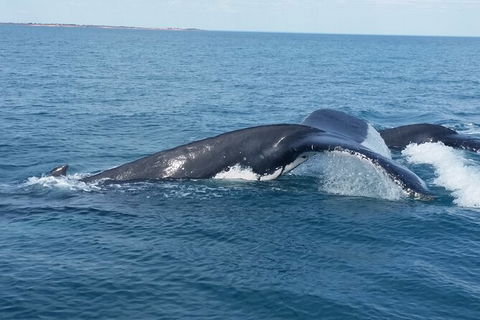 AOC Broome Whale Watching - Accommodation Bookings 1