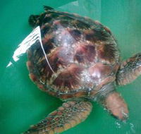 Australian Seabird Rescue - Accommodation Bookings