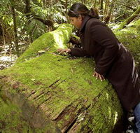 Washpool National Park - Washpool Walk - Accommodation Bookings