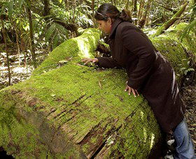 Washpool National Park - Washpool Walk - Accommodation Bookings 0
