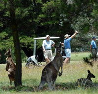 Glen Innes Golf Club - Accommodation Bookings