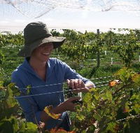 Kingsdale Wines - Accommodation Bookings