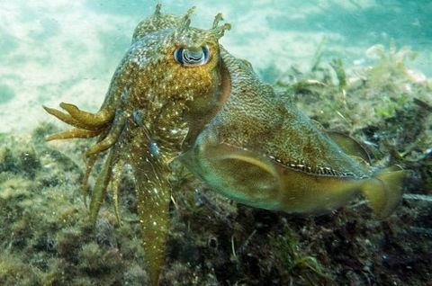 Busselton Jetty & Underwater Observatory Tour - Accommodation Bookings 4