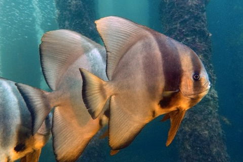 Busselton Jetty & Underwater Observatory Tour - Accommodation Bookings 5
