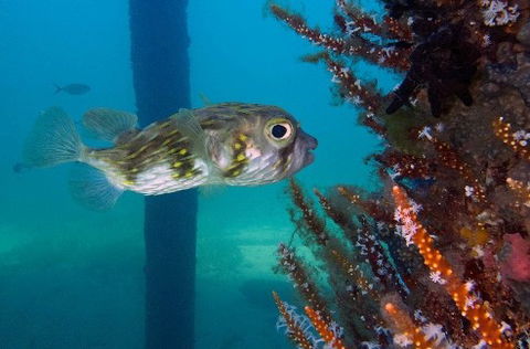 Busselton Jetty & Underwater Observatory Tour - Accommodation Bookings 6