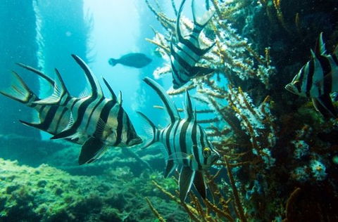Busselton Jetty & Underwater Observatory Tour - Accommodation Bookings 8