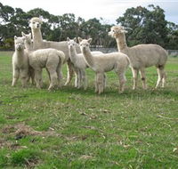 Blackgate Lodge Alpaca Stud - Accommodation Bookings