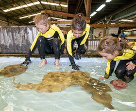 Australian Shark And Ray Centre - Accommodation Bookings 0
