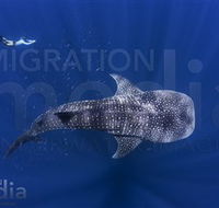 Migration Media - Accommodation Bookings