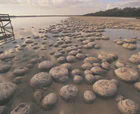 Lake Clifton Thrombolites - Accommodation Bookings 0