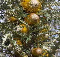 Woylie Walk Dryandra Woodland - Accommodation Bookings