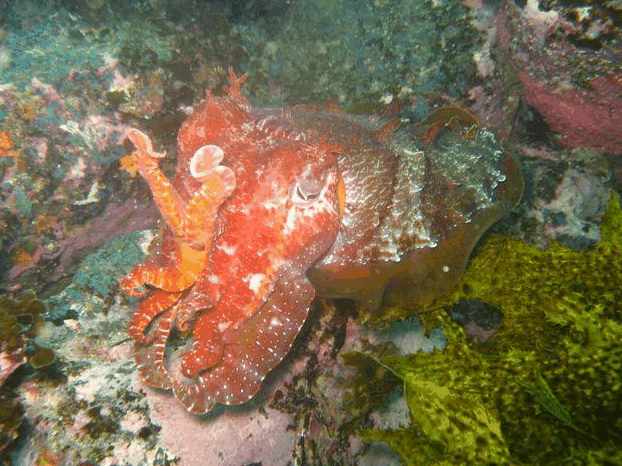 Jervis Bay Dive Charters - Accommodation Bookings