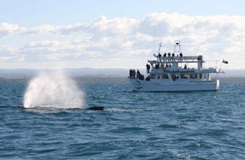 Dolphin Watch Cruises - Accommodation Bookings