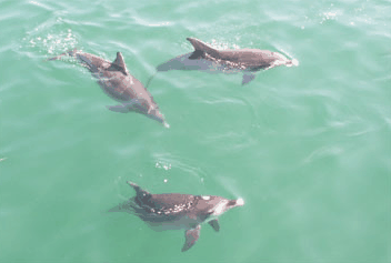 Dolphin Watch Cruises - thumb 1