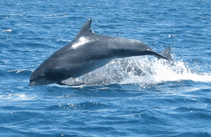 Dolphin Watch Cruises - thumb 3