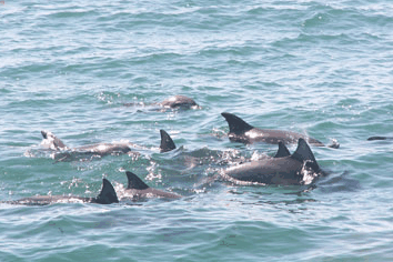 Dolphin Watch Cruises - thumb 4