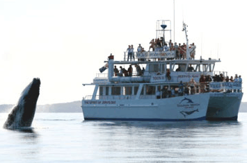 Dolphin Watch Cruises - Accommodation Bookings 6