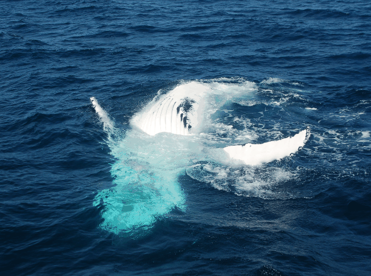 Dolphin Wild Cruises - Accommodation Bookings
