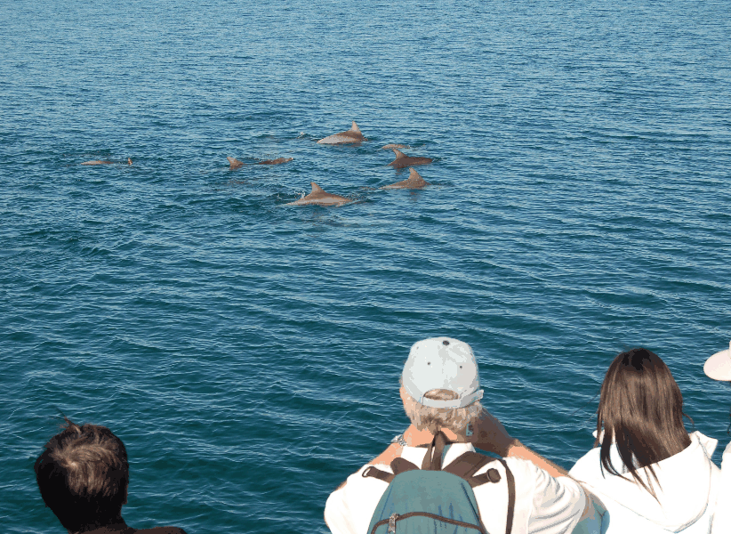 Dolphin Wild Cruises - thumb 3