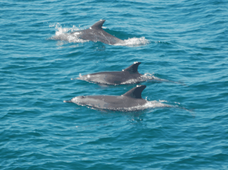 Dolphin Wild Cruises - thumb 5