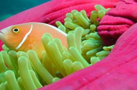 Great Adventures Reef And Green Island Cruises - Accommodation Bookings 2