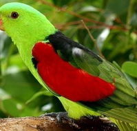 Birdworld Kuranda - Accommodation Bookings