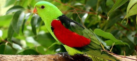 Birdworld Kuranda - Accommodation Bookings 0