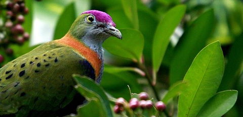 Birdworld Kuranda - Accommodation Bookings 1