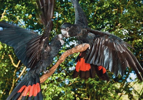 Birdworld Kuranda - Accommodation Bookings 2