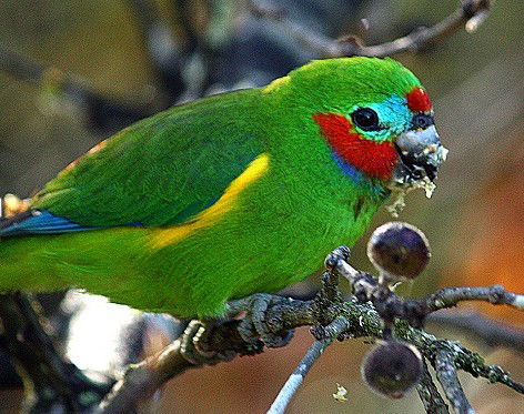 Birdworld Kuranda - Accommodation Bookings 3