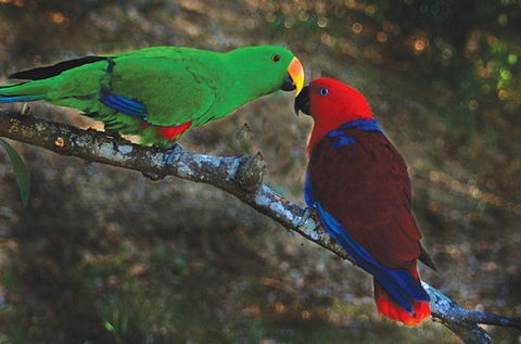 Birdworld Kuranda - Accommodation Bookings 5