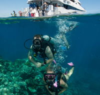 Down Under Cruise and Dive - Accommodation Bookings