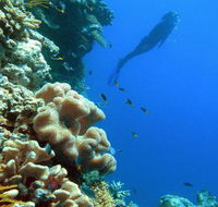 Reef Magic Cruises - Accommodation Bookings