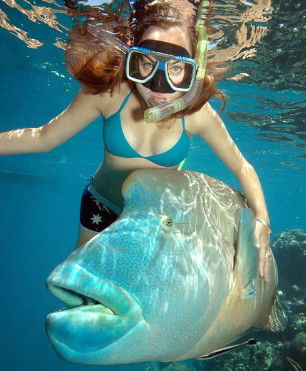 Reef Magic Cruises - Accommodation Bookings 1