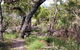 Cooktown Aboriginal Art Tours - thumb 2