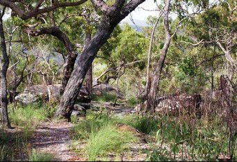 Cooktown Aboriginal Art Tours - Accommodation Bookings 2
